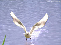 Black-headed Gull (Larus ridibundus)