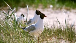 Black-headed Gull (Larus ridibundus)