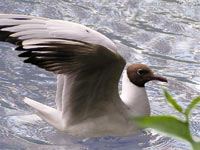 Black-headed Gull (Larus ridibundus)