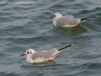 Black-headed Gull (Larus ridibundus)