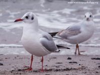 Black-headed Gull (Larus ridibundus)