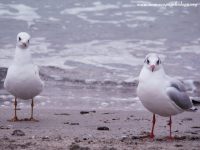 Black-headed Gull (Larus ridibundus)