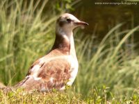 Black-headed Gull (Larus ridibundus)