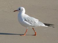 Black-headed Gull (Larus ridibundus)