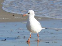 Black-headed Gull (Larus ridibundus)