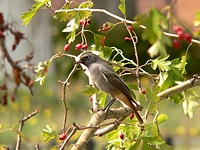 Black Redstart (Phoenicurus ochruros)