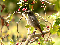 Black Redstart (Phoenicurus ochruros)
