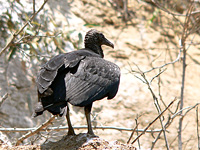 Black Vulture (Coragyps atratus)
