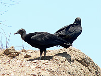Black Vulture (Coragyps atratus)
