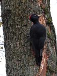Black Woodpecker (Dryocopus martius)