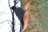Black Woodpecker (Dryocopus martius)