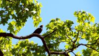 Blackbird (Turdus merula)