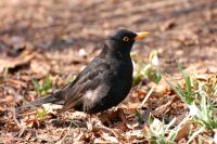 Blackbird (Turdus merula)