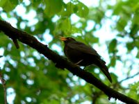 Blackbird (Turdus merula)