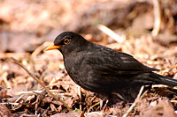 Blackbird (Turdus merula)