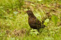 Blackbird (Turdus merula)