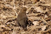 Blackbird (Turdus merula)