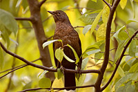 Blackbird (Turdus merula)