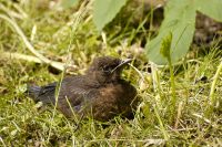 Blackbird (Turdus merula)