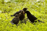 Blackbird (Turdus merula)