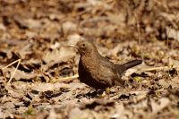 Blackbird (Turdus merula)