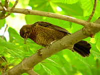Blackbird (Turdus merula)