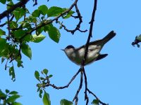 Blackcap (Sylvia atricapilla)