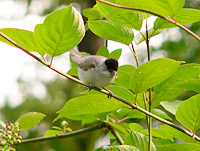 Blackcap (Sylvia atricapilla)