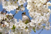 Blackcap (Sylvia atricapilla)