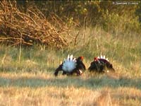 Black Grouse (Lyrurus tetrix, Tetrao tetrix)