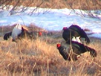 Black Grouse (Lyrurus tetrix, Tetrao tetrix)