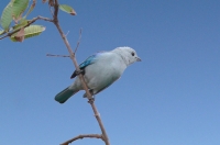 Blue-gray tanager (Thraupis episcopus)