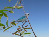 Blue-gray tanager (Thraupis episcopus)