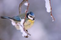 Blue Tit (Parus caeruleus)