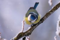 Blue Tit (Parus caeruleus)