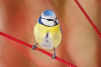 Blue Tit (Parus caeruleus)