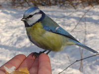 Blue Tit (Parus caeruleus)