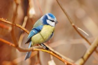 Blue Tit (Parus caeruleus)