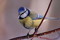 Blue Tit (Parus caeruleus)
