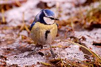 Blue Tit (Parus caeruleus)