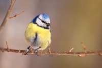Blue Tit (Parus caeruleus)