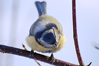 Blue Tit (Parus caeruleus)