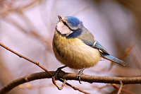 Blue Tit (Parus caeruleus)