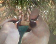 Bohemian Waxwing (Bombycilla garrulus)