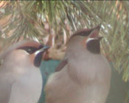Bohemian Waxwing (Bombycilla garrulus)