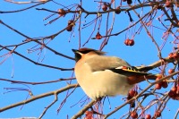 Bohemian Waxwing (Bombycilla garrulus)