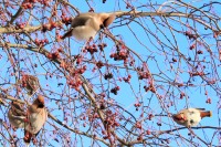 Bohemian Waxwing (Bombycilla garrulus)