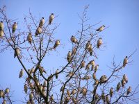 Bohemian Waxwing (Bombycilla garrulus)