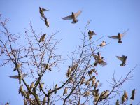Bohemian Waxwing (Bombycilla garrulus)