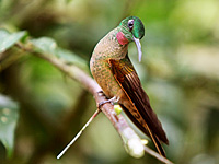 Brazilian Ruby (Clytolaema rubricauda)